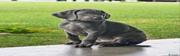 Weimaraner cani in vendita: Weimaraner - Annuncio 1