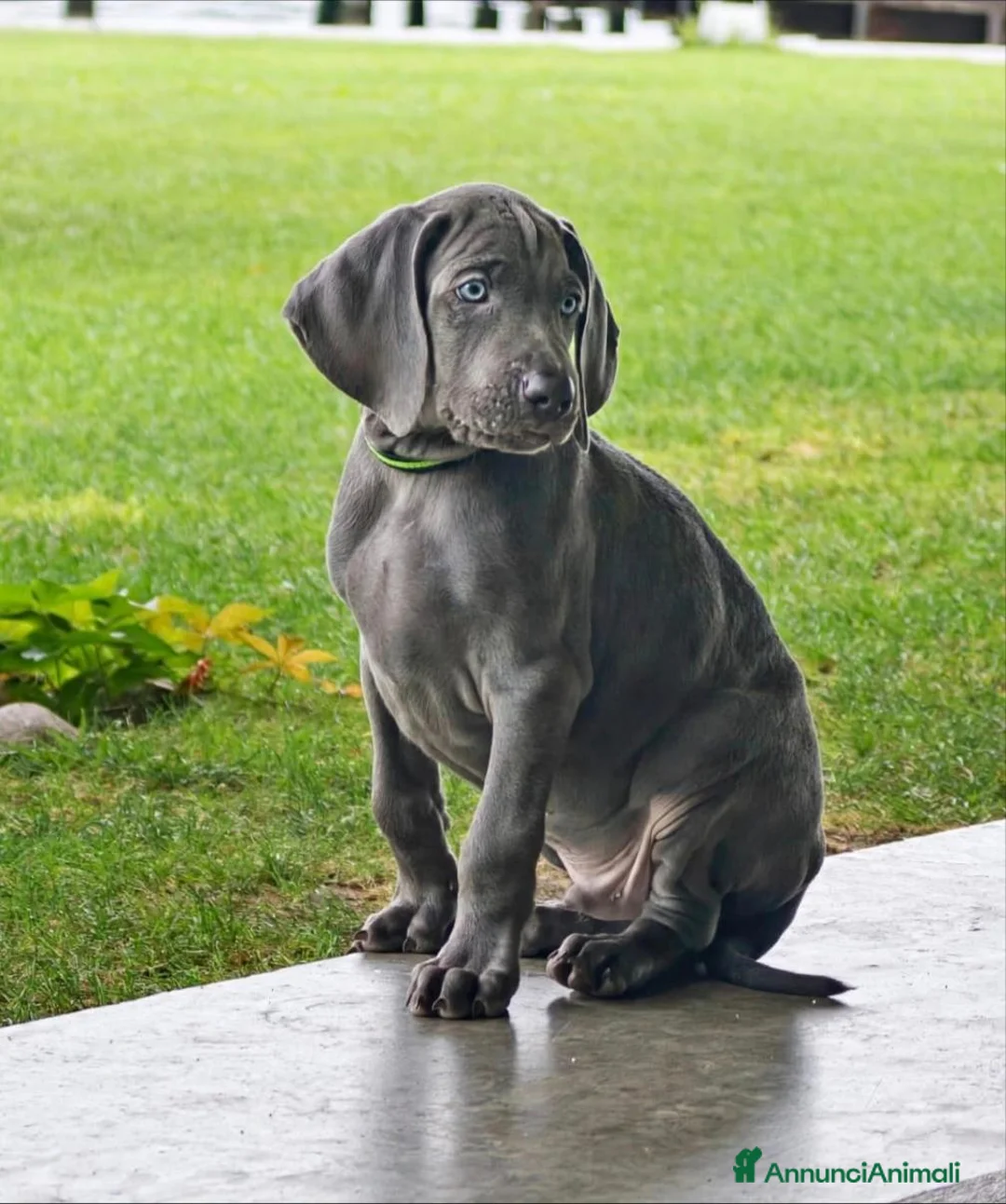 Weimaraner cani in vendita: Weimaraner - Annuncio 1