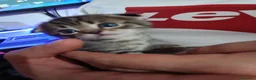 Scottish gatti in vendita: Cuccioli scottish/Maine coon - Annuncio 6