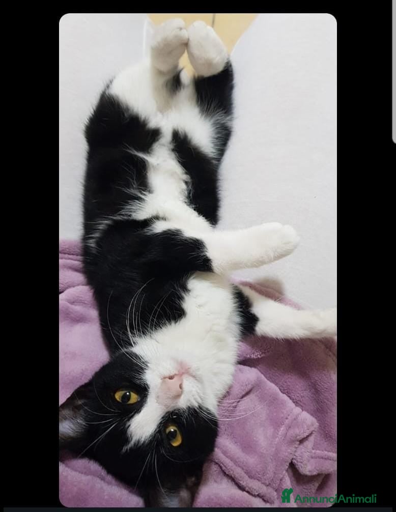 Europeo gatti Tuxedina cerca casa! - Annuncio 2