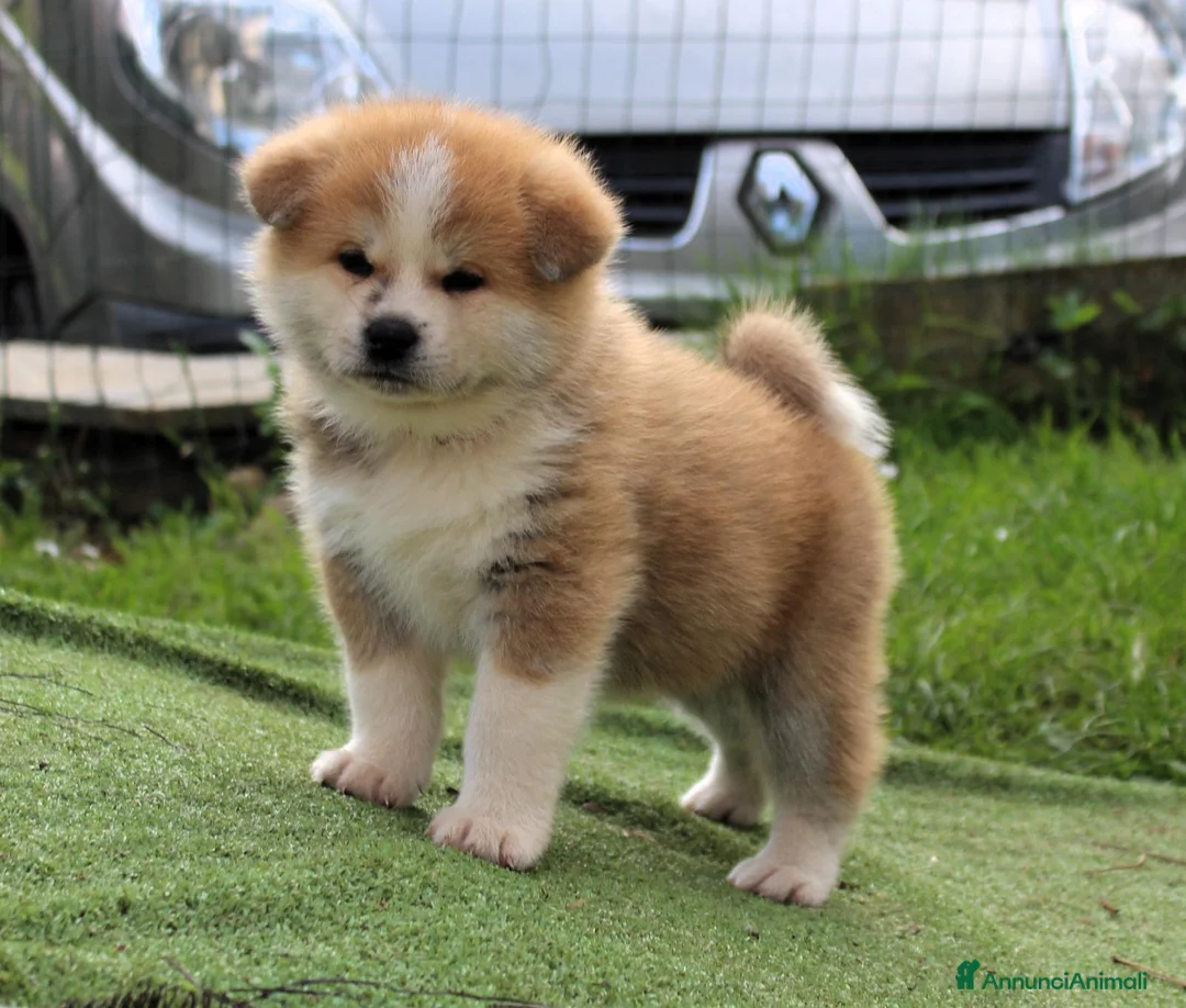 Akita Inu cani in vendita: Cuccioli di Akita da allevamento ENCI - Lombardia - Annuncio 1