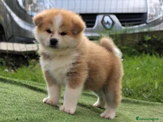 Akita Inu cani Cuccioli di Akita da allevamento ENCI - Lombardia - Annuncio 16