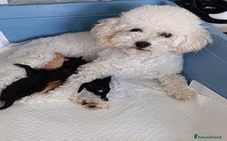 Barboncino Toy cani in vendita: Barboncini Toy - Annuncio 7