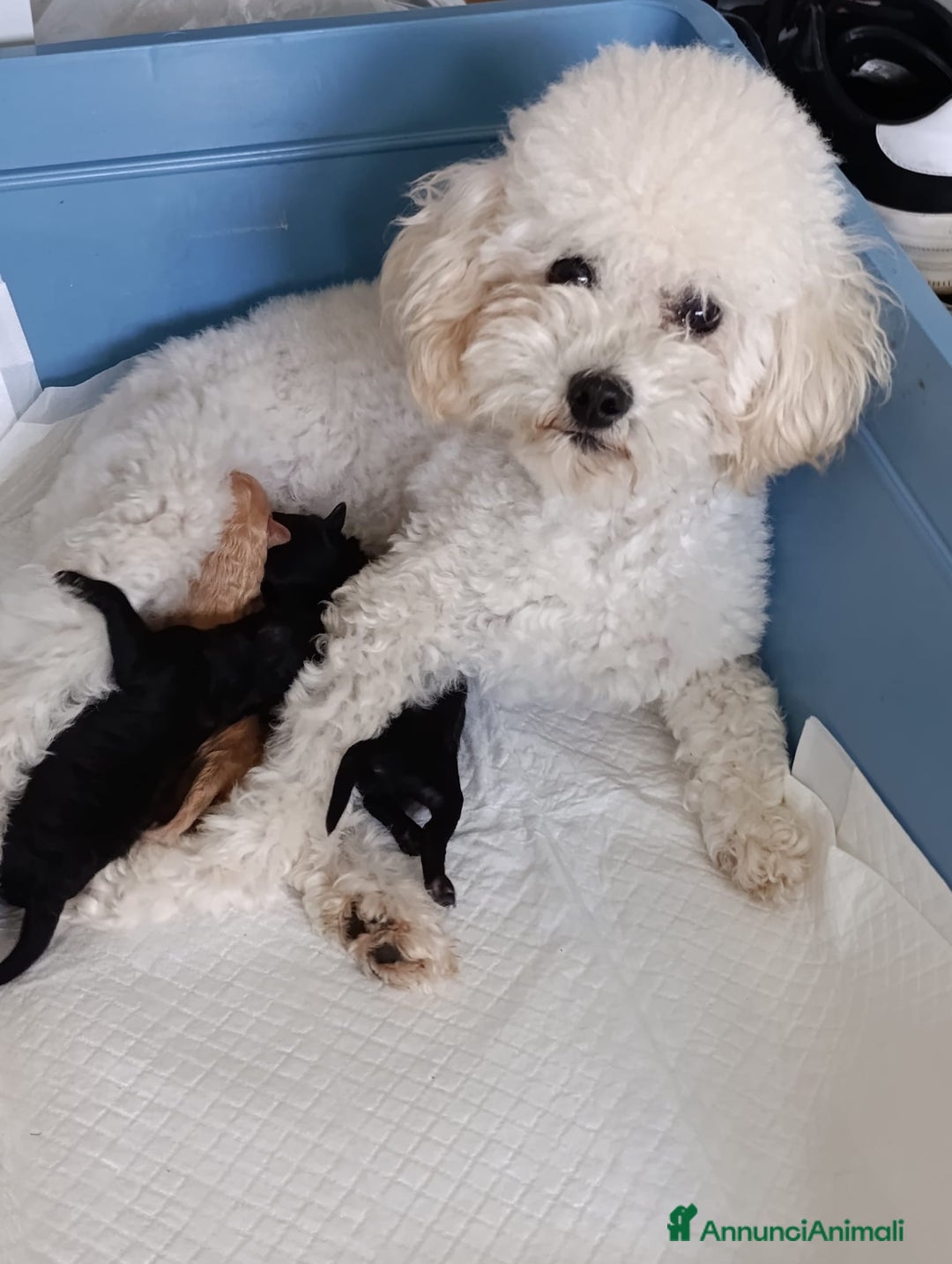 Barboncino Toy cani in vendita: Barboncini Toy - Annuncio 7