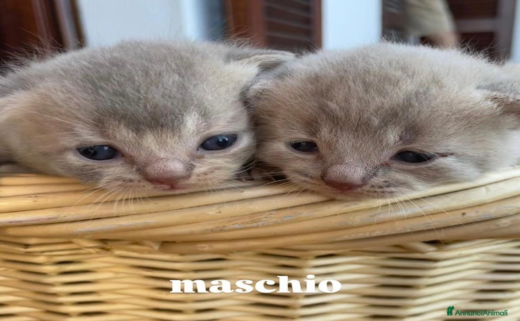 British gatti - Annuncio 11