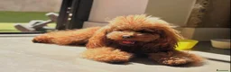 Barboncino Toy cani in vendita: barboncino red toy - Annuncio 3
