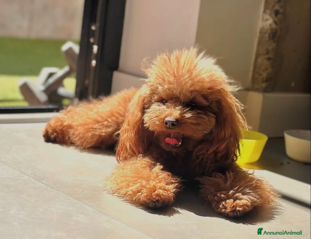 Barboncino Toy cani in vendita: barboncino red toy - Annuncio 3