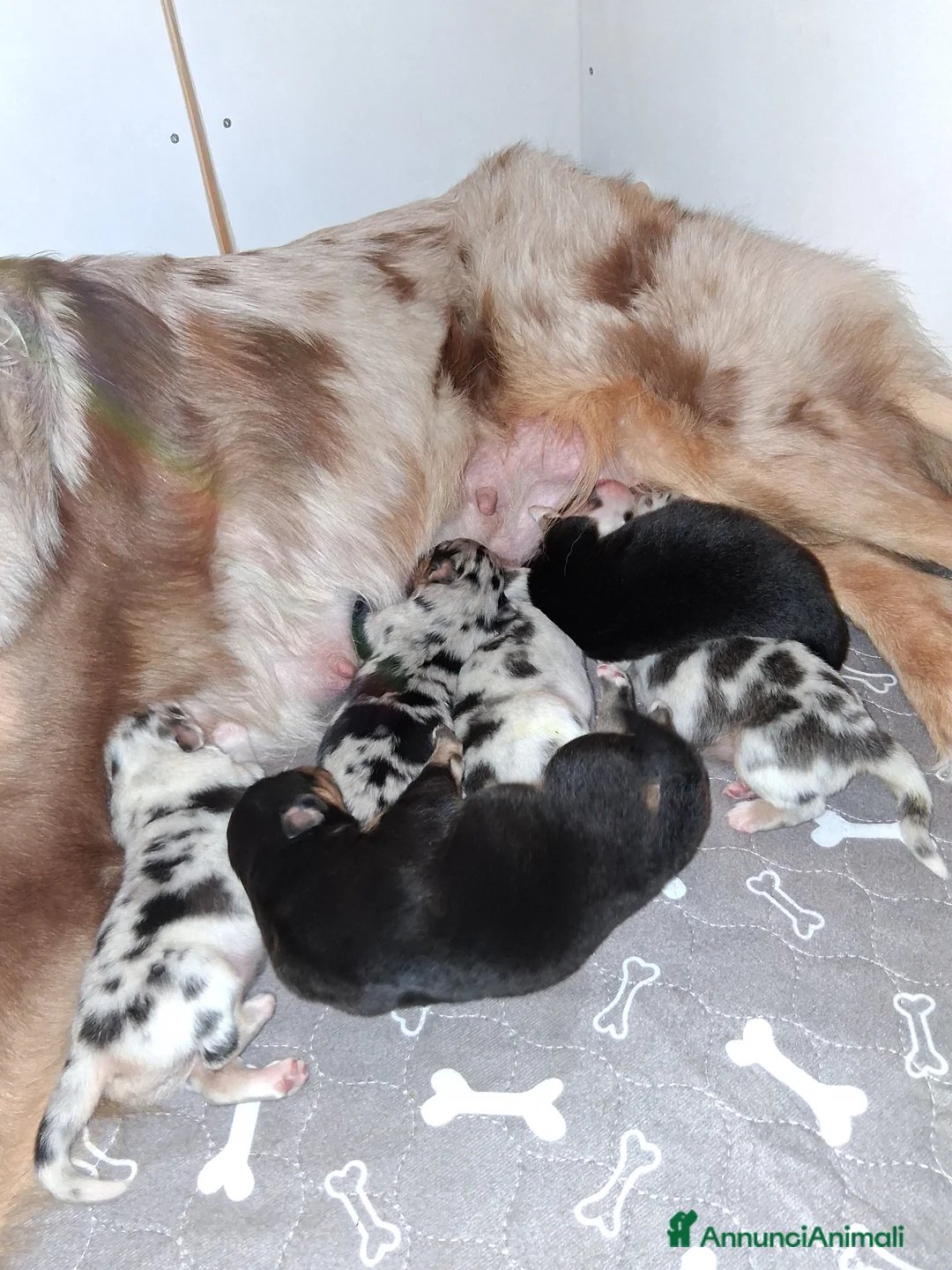 Australian Shepherd cani in vendita: Splendidi Cuccioli di Pastore Australiano  - Annuncio 2