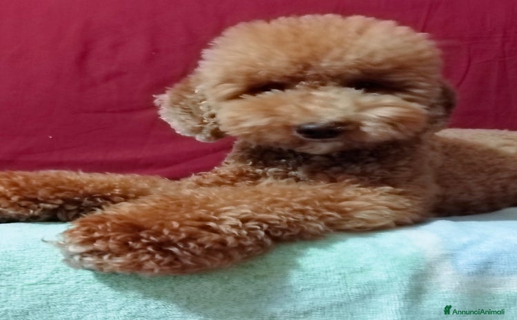 Barboncino cani a Città Metropolitana di Napoli - Annuncio 1