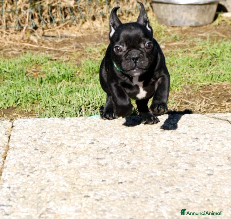 Bulldog Francese cani Buldog Francese  - Annuncio 2