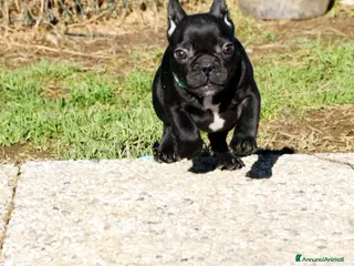 Bulldog Francese cani Buldog Francese - Annuncio 2