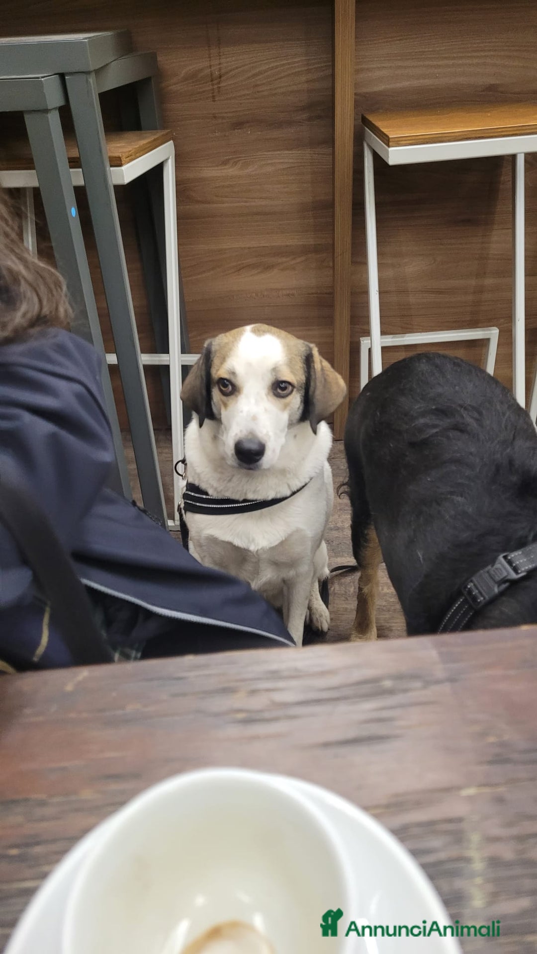 Meticcio cani in regalo: Splendida meticcia TWITTY a Città metropolitana di Milano - Annuncio 5