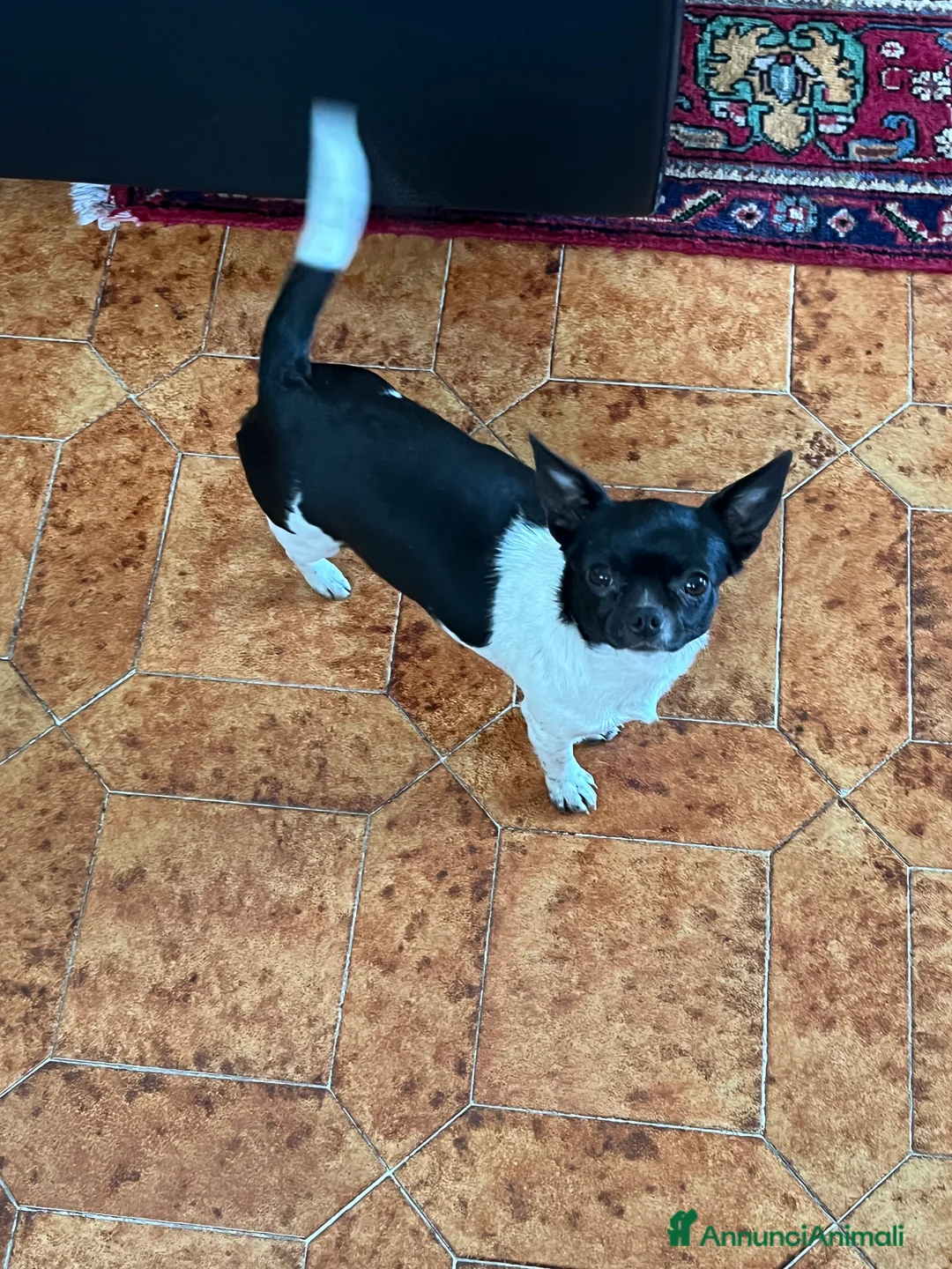 Chihuahua cani in vendita: Chihuahua  - Annuncio 1