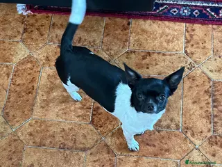 Chihuahua cani Chihuahua - Annuncio 1