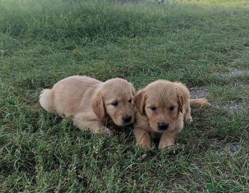 Golden Retriever cani GOLDEN RETRIEVER con Pedigree ENCI - Annuncio 2