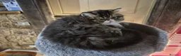 Persiano gatti in vendita: Bellissimo cucciolo di gatto persiano - Annuncio 8