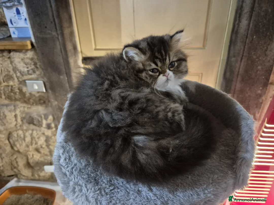 Persiano gatti in vendita: Bellissimo cucciolo di gatto persiano - Annuncio 8