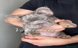 Bulldog Francese cani in vendita: Bulldog Francese  a Libero consorzio comunale di Agrigento - Immagine 1