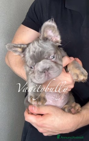 Bulldog Francese cani a Libero consorzio comunale di Agrigento - Annuncio 5