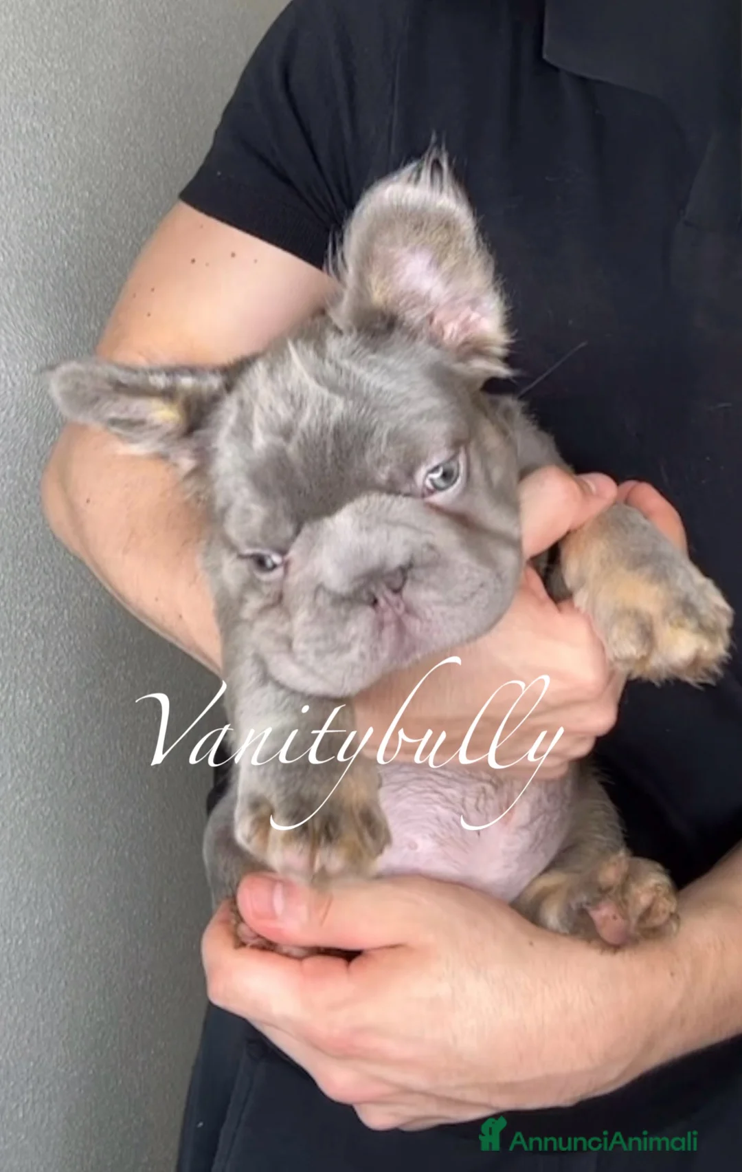 Bulldog Francese cani in vendita: Bulldog Francese  a Libero consorzio comunale di Agrigento - Annuncio 1