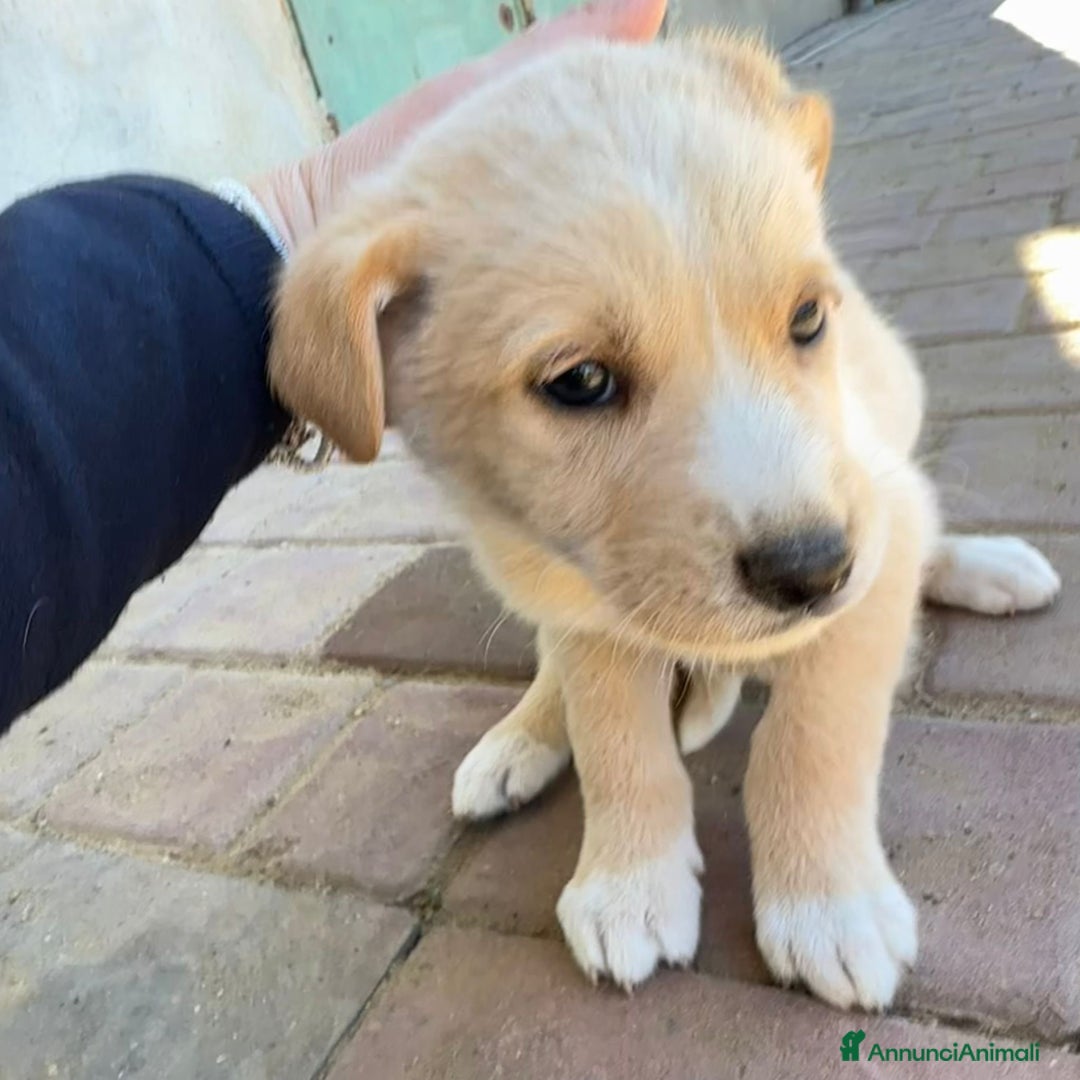 Meticcio cani in regalo: WILSON💙-cucciolo di 1 mese, pastore cerca casa - Annuncio 3