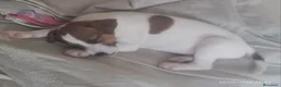Jack Russell cani in vendita:  Cucciolo di Jack Russell Terrier Cerca Casa! 🐾 - Annuncio 3
