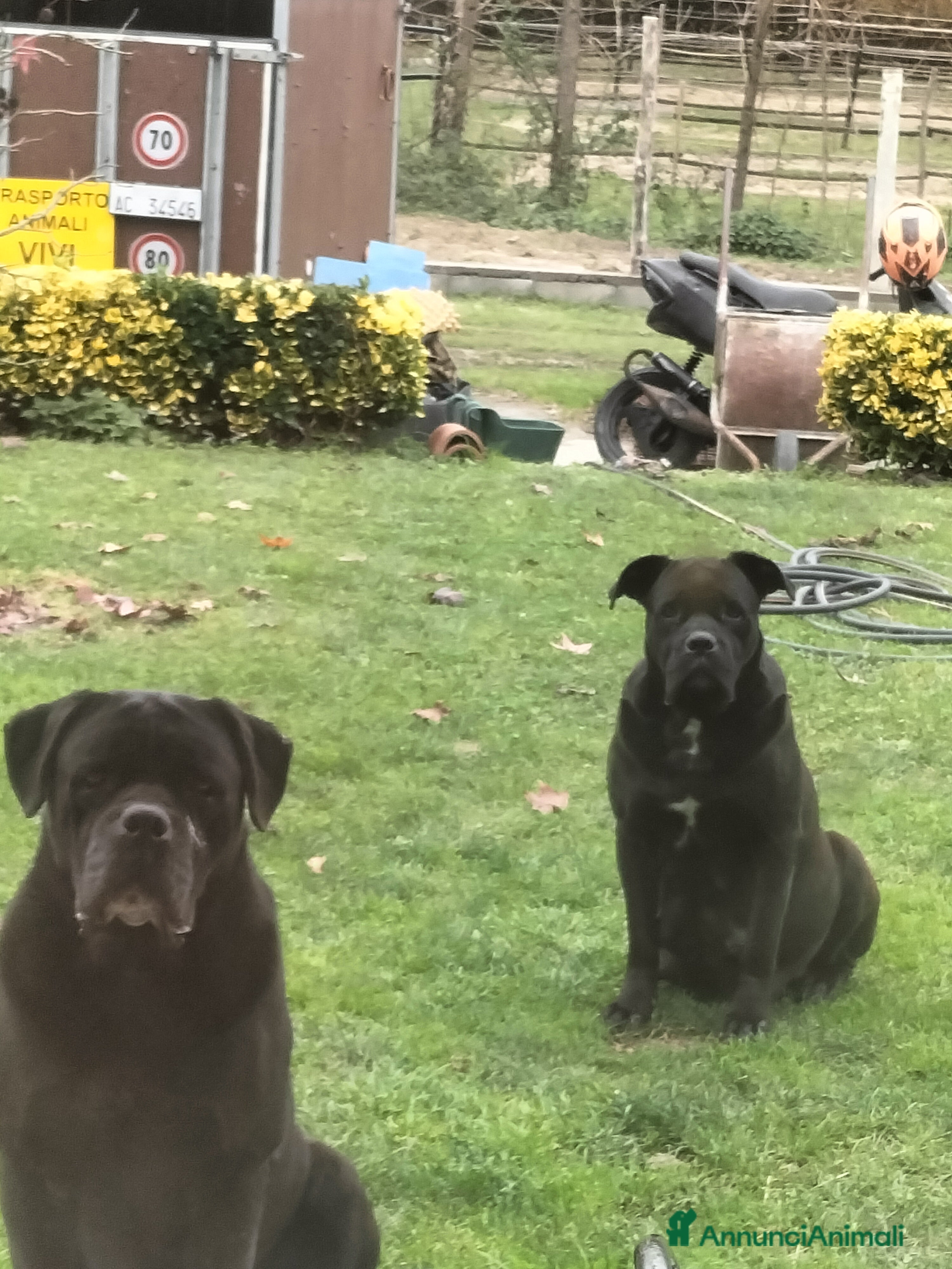 Cane Corso cani Cucciole di cane corso  - Annuncio 2