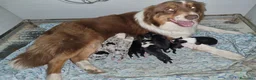 Australian Shepherd cani in vendita: Cuccioli pastore australiano - Annuncio 2