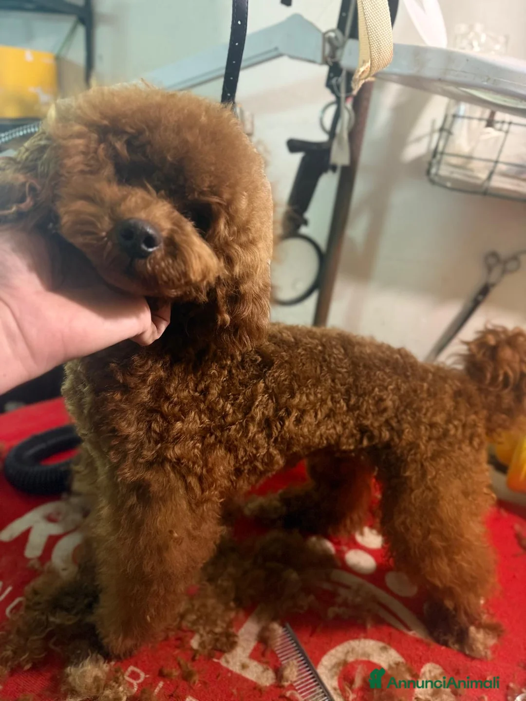 Barboncino cani in vendita: Barboncino piccolo nano red brown  - Annuncio 2