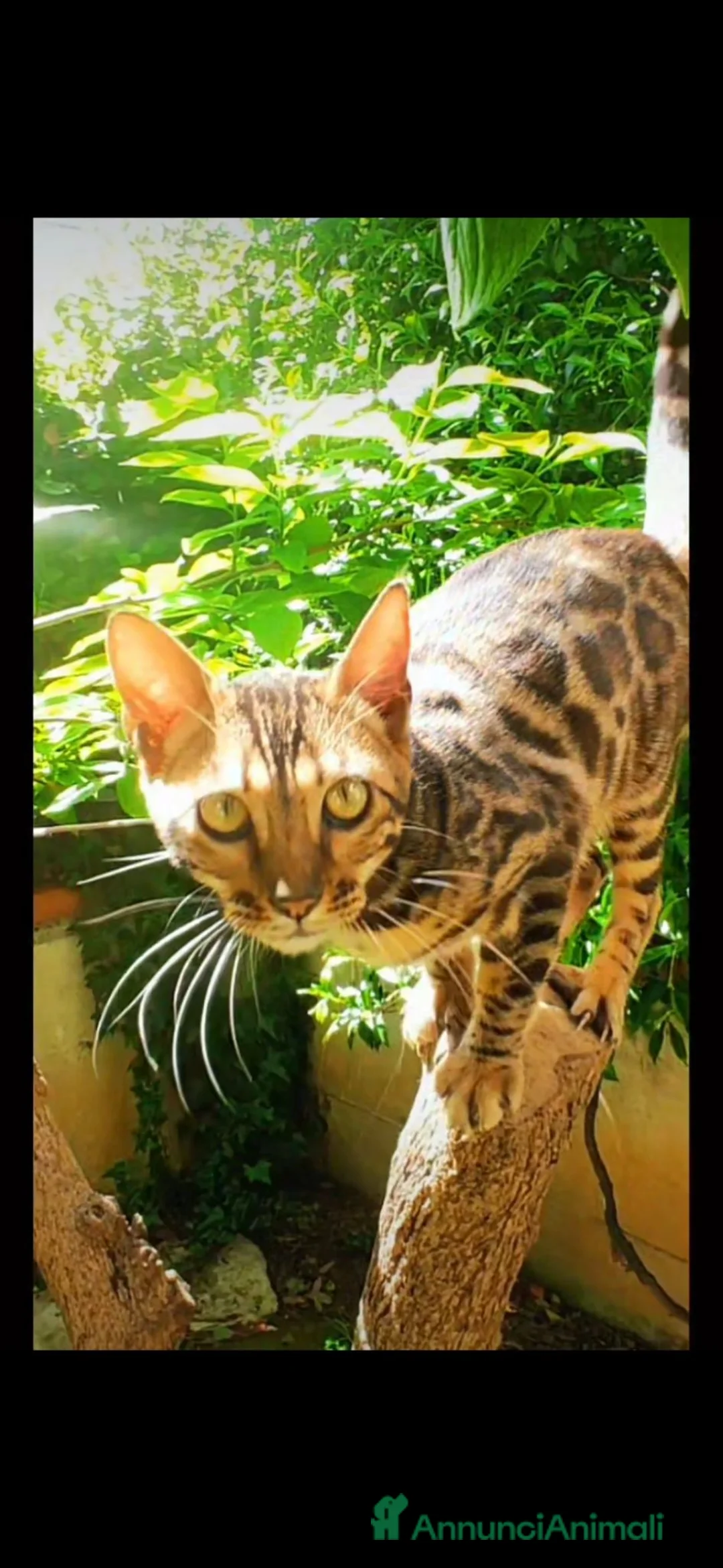 Bengala gatti in vendita: Cucciola Bengala  - Annuncio 2