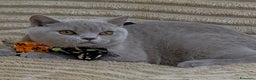British gatti in vendita: British shorthair pedigree  - Annuncio 9