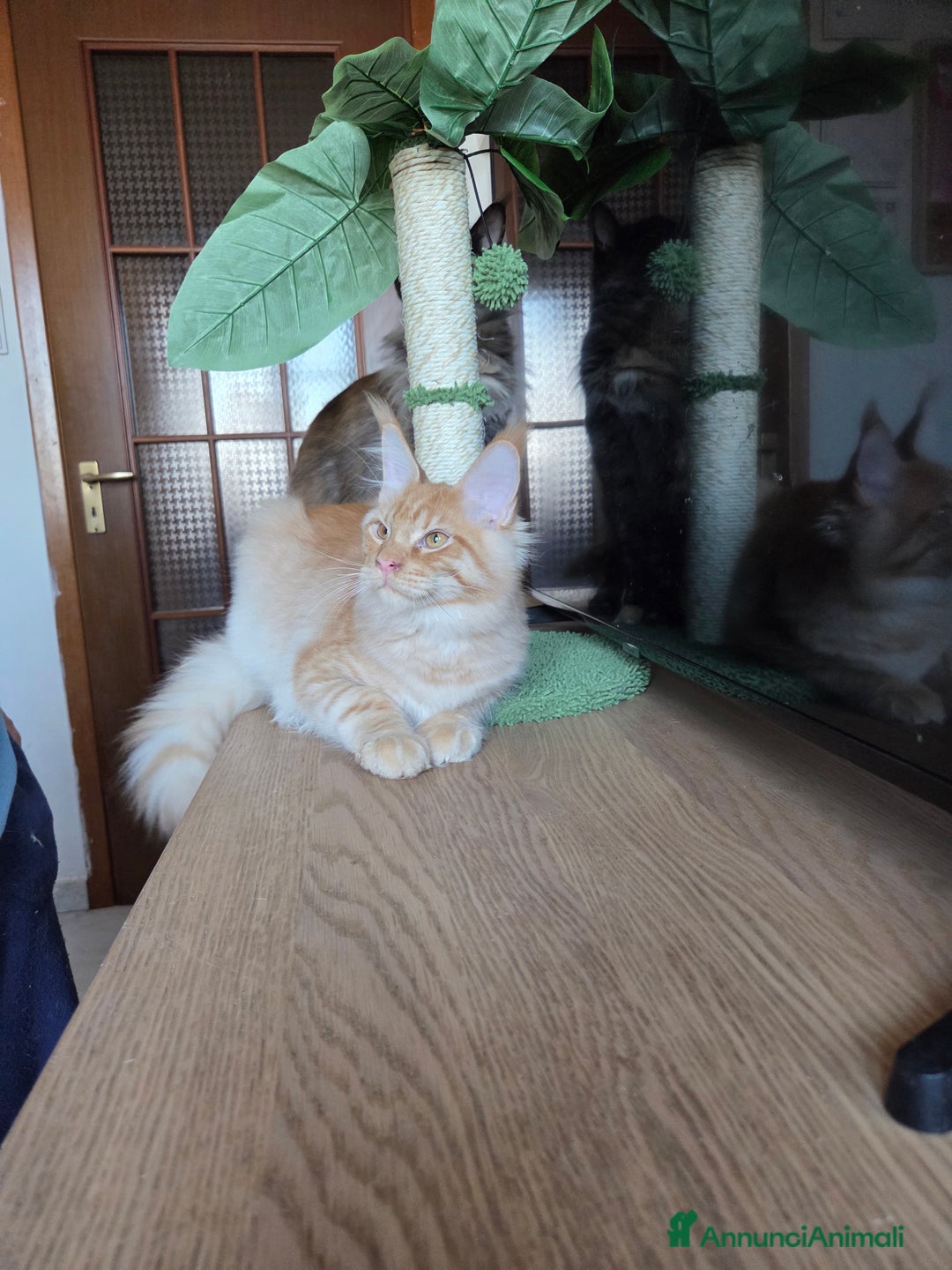 Maine Coon gatti in vendita: Ultimi 4 cuccioli Maine Coon - Annuncio 29