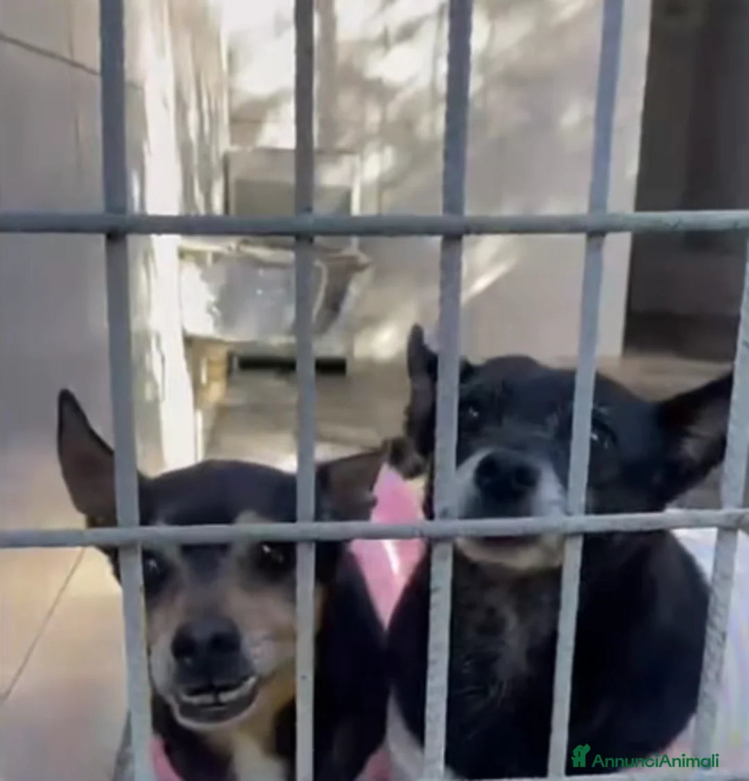 Meticcio cani in regalo: ADO.DEL 💔: una vita insiem, ora BUTTATI VIA!!!! - Annuncio 2