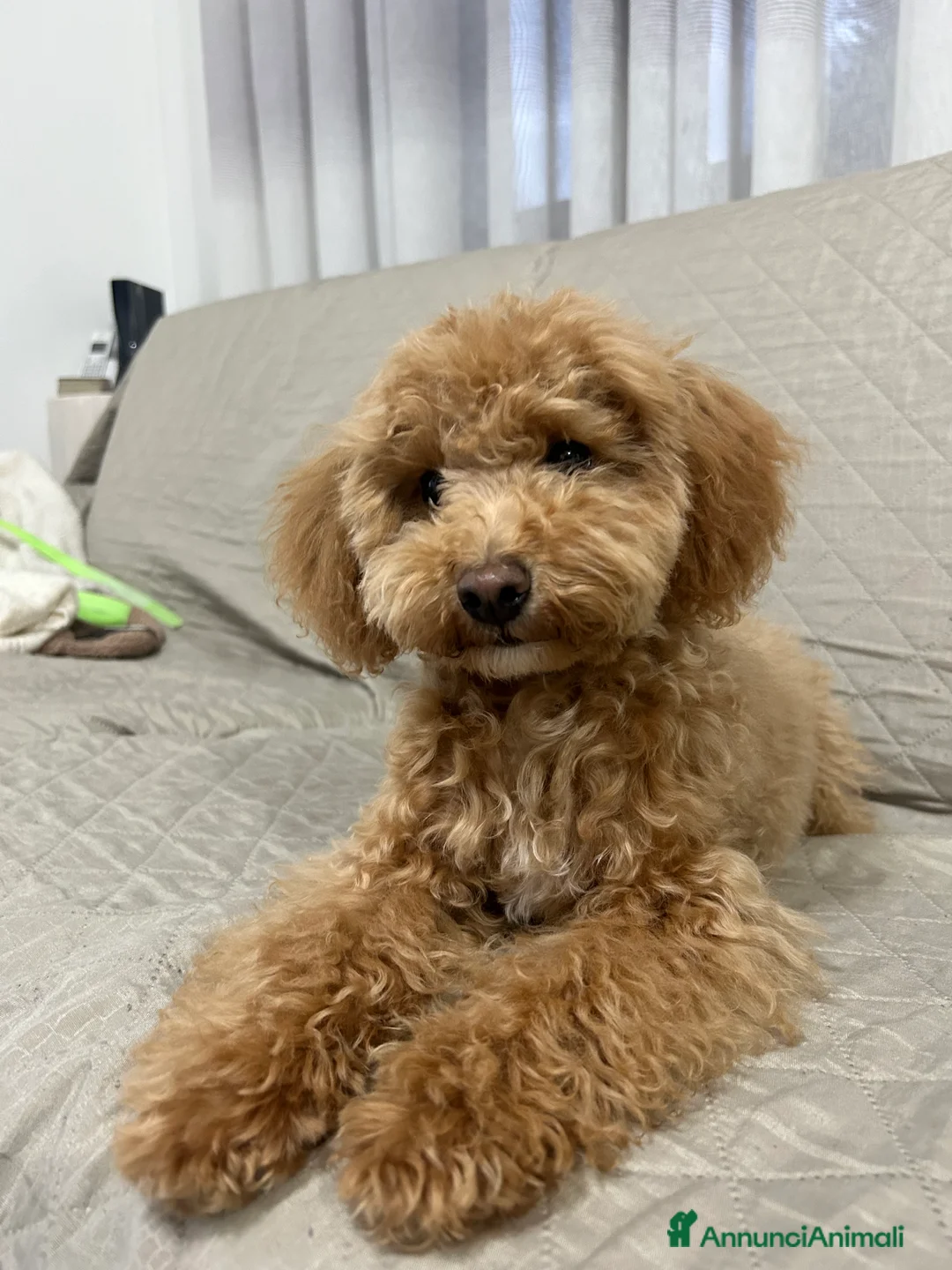 Barboncino Toy cani in vendita: Barboncina nano/toy - Annuncio 1