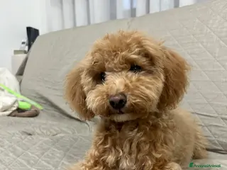 Barboncino Toy cani Barboncina nano/toy - Annuncio 1