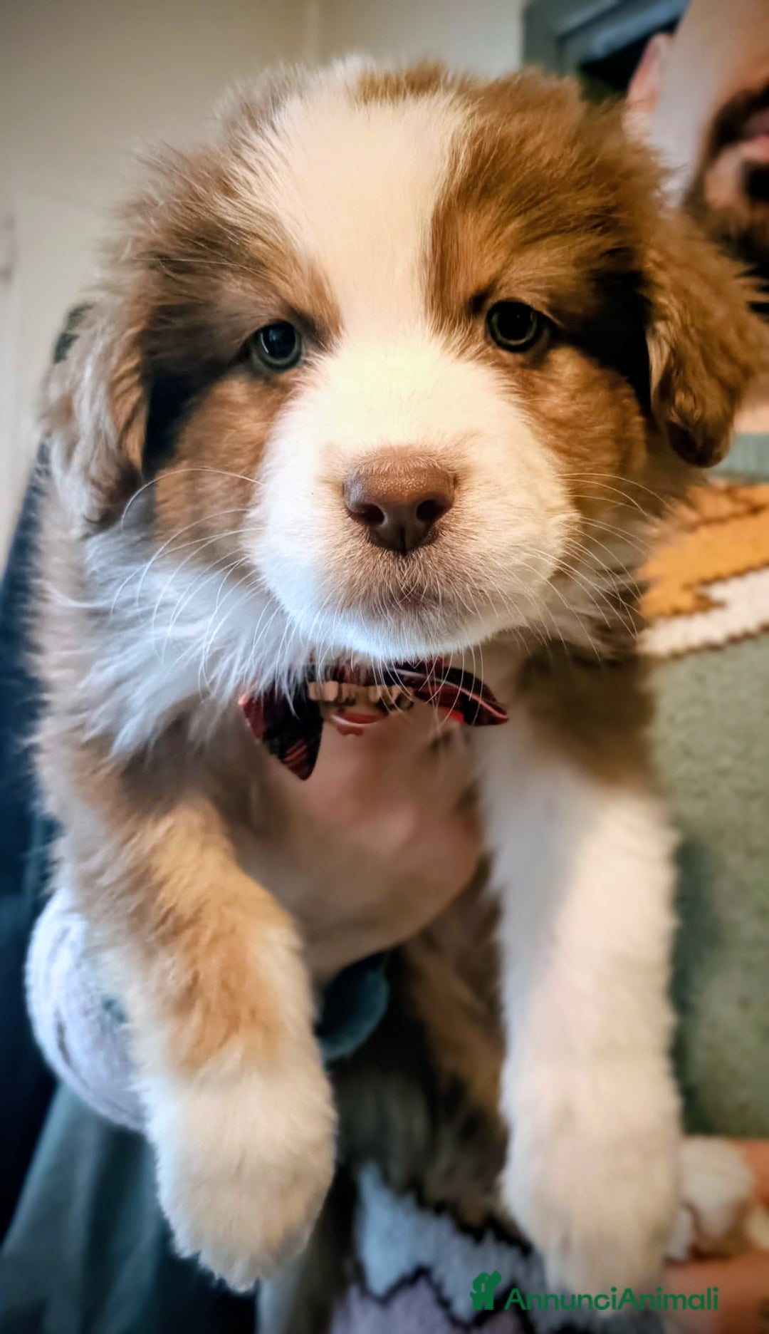 Australian Shepherd cani in vendita: Cucciola femmina di Pastore australiano  - Annuncio 2