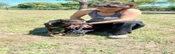 Meticcio cani in regalo: DUCA TUTTA LA DOLCEZZA DEL MONDO IN 10 KG - Annuncio 2