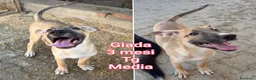 Meticcio cani in regalo: TENERI CUCCIOLI IN CERCA D'AMORE  a Provincia di Modena - Annuncio 5