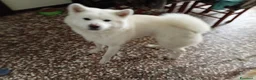 Akita Inu cani in vendita: Cuccioli Akita inu - Annuncio 2