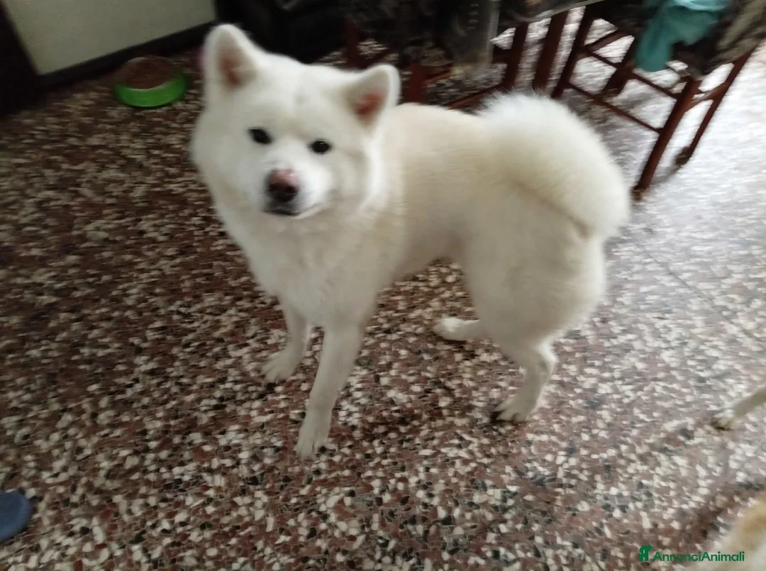 Akita Inu cani in vendita: Cuccioli Akita inu - Annuncio 2
