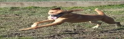 Meticcio cani in regalo: SANDRINO bravo e dolce - Annuncio 2