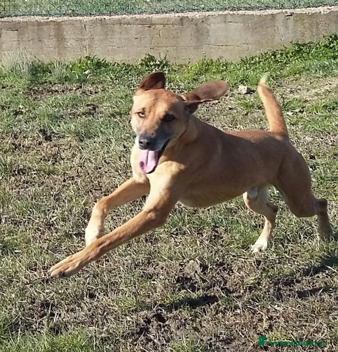 Meticcio cani in regalo: SANDRINO bravo e dolce - Annuncio 2