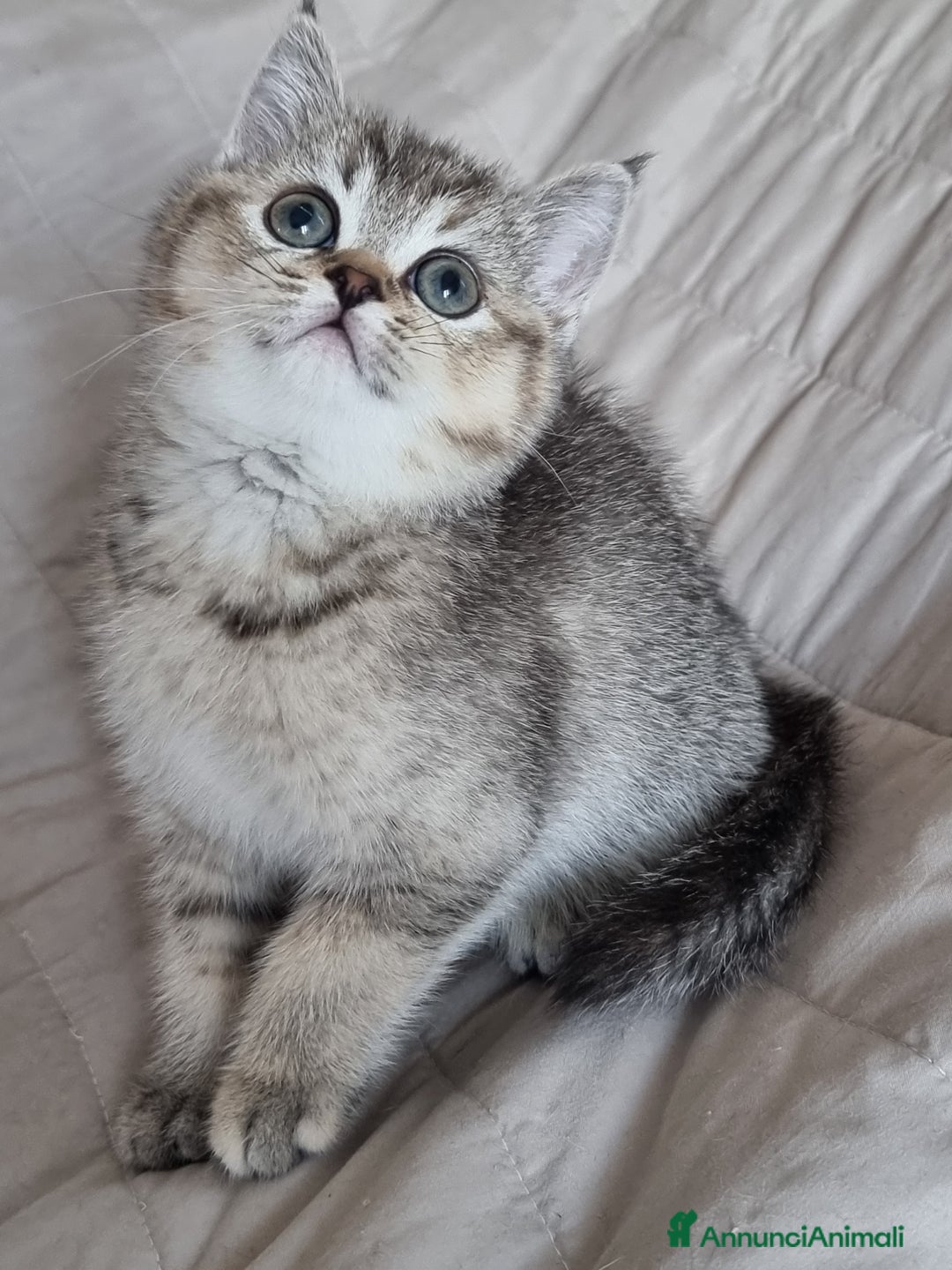 Scottish gatti in vendita: Scottish Straight  - Annuncio 7