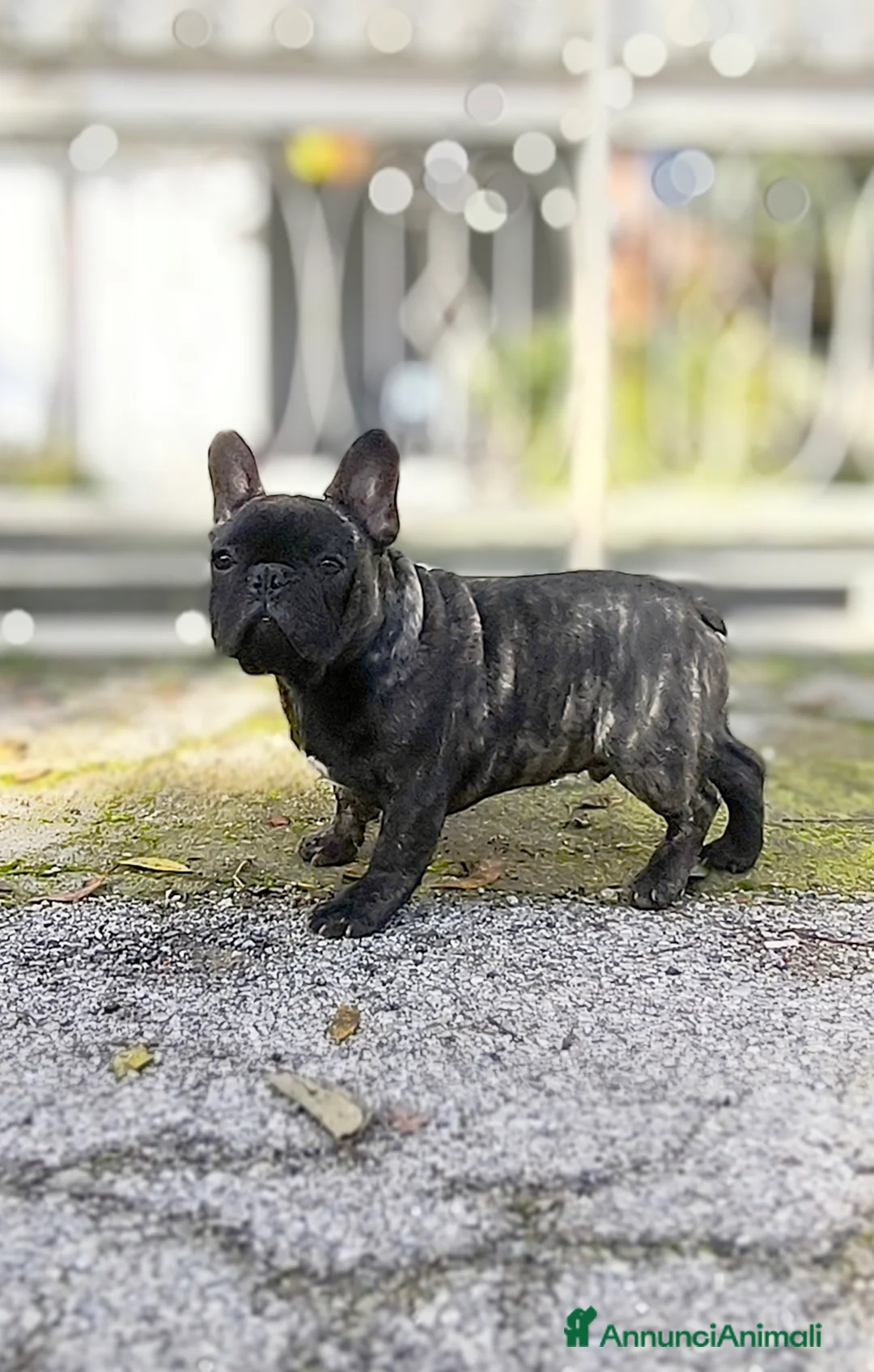 Bulldog Francese cani in vendita: Bulldog francese cuccioli enci a Provincia di Salerno - Annuncio 11