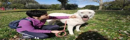 Meticcio cani in regalo: IL DOLCE TIBERIO CERCA ADOZIONE A DISTANZA - Annuncio 3