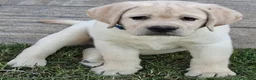 Labrador cani in vendita: Labrador cuccioli - Annuncio 5