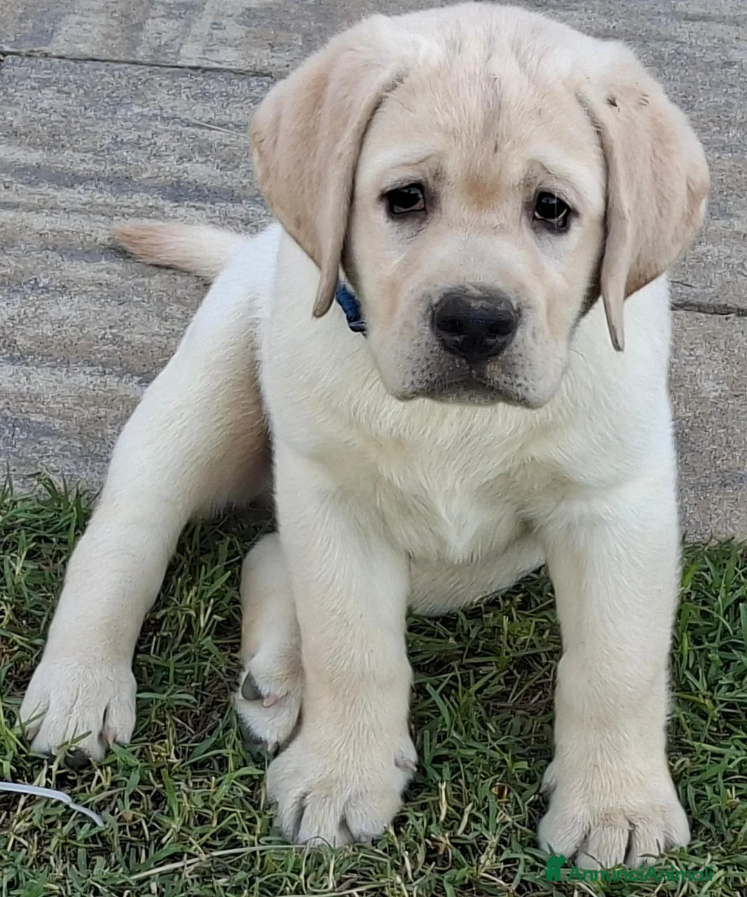 Labrador cani in vendita: Labrador cuccioli - Annuncio 5
