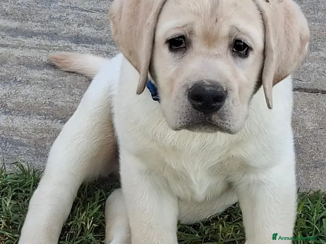 Labrador cani in vendita: Labrador cuccioli - Annuncio 1