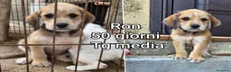 Meticcio cani in regalo: CUCCIOLI SOLI ED ESCLUSI  a Città Metropolitana di Genova - Annuncio 6