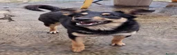 Meticcio cani in regalo: ADA 🩷 - taglia medio/piccola. Vive in canile 😢😞 a Provincia di Pavia - Annuncio 2
